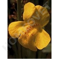 Bach Flower Remedies for Animals - Mimulus